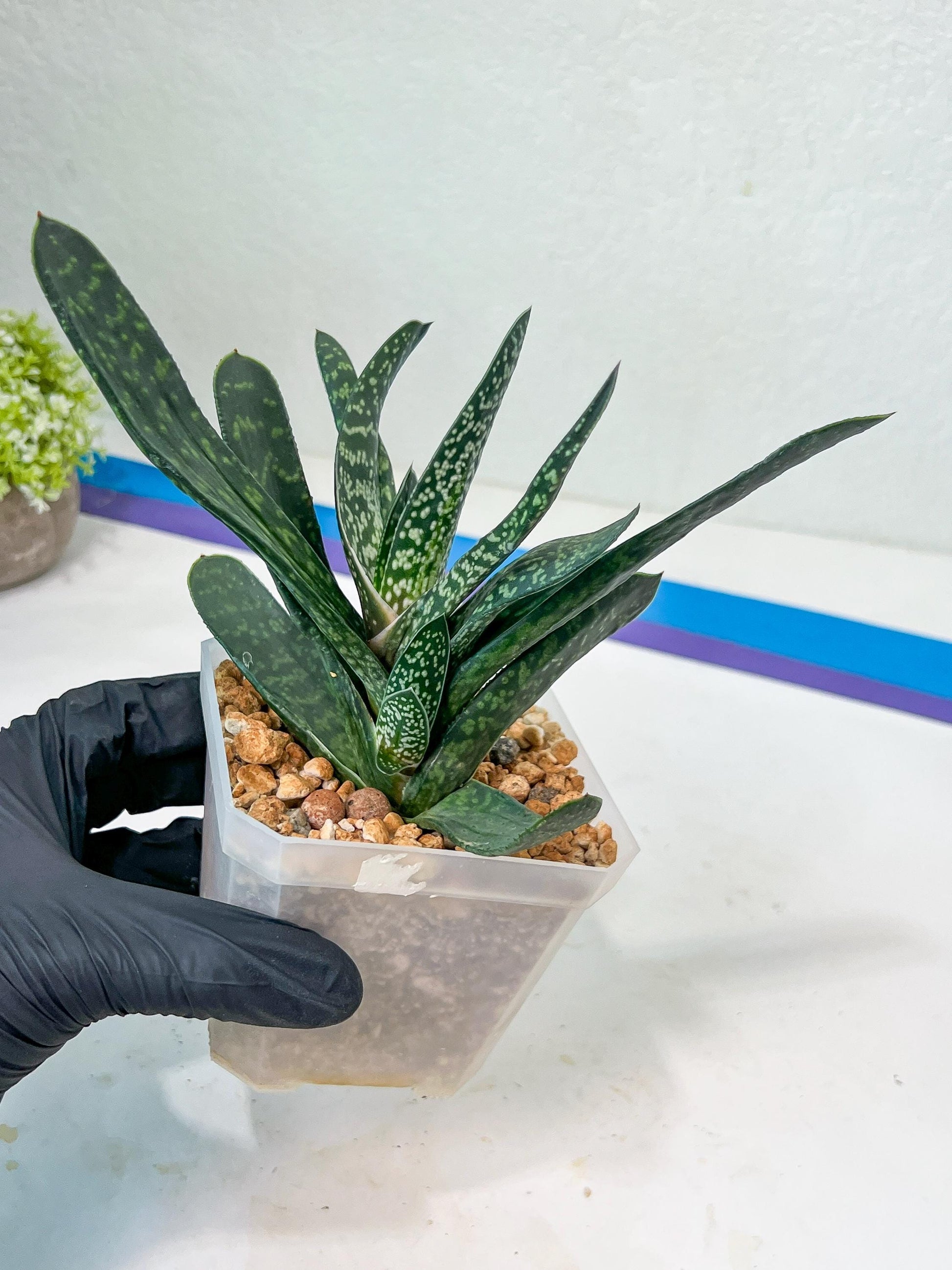 Gasteria Pillansii | South African Plants