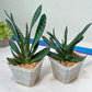 Gasteria Pillansii | South African Plants