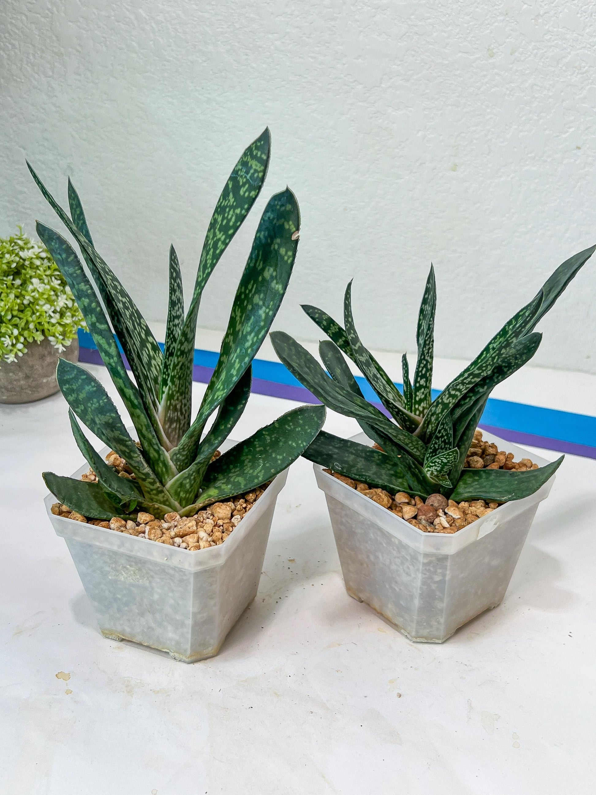 Gasteria Pillansii | South African Plants