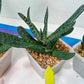 Gasteria Pillansii | South African Plants