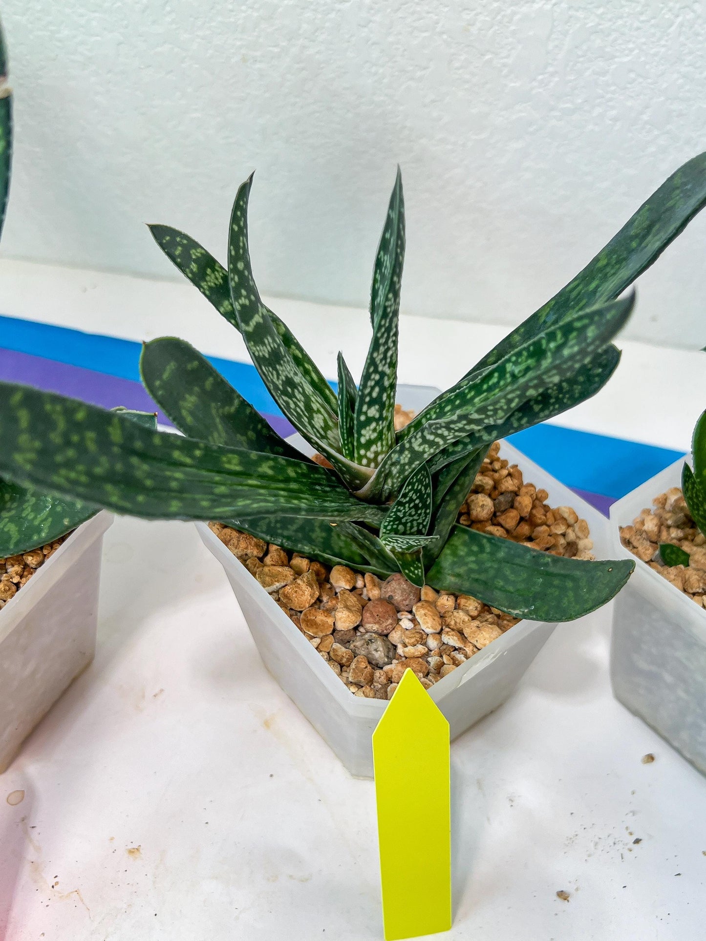 Gasteria Pillansii | South African Plants