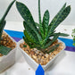 Gasteria Pillansii | South African Plants