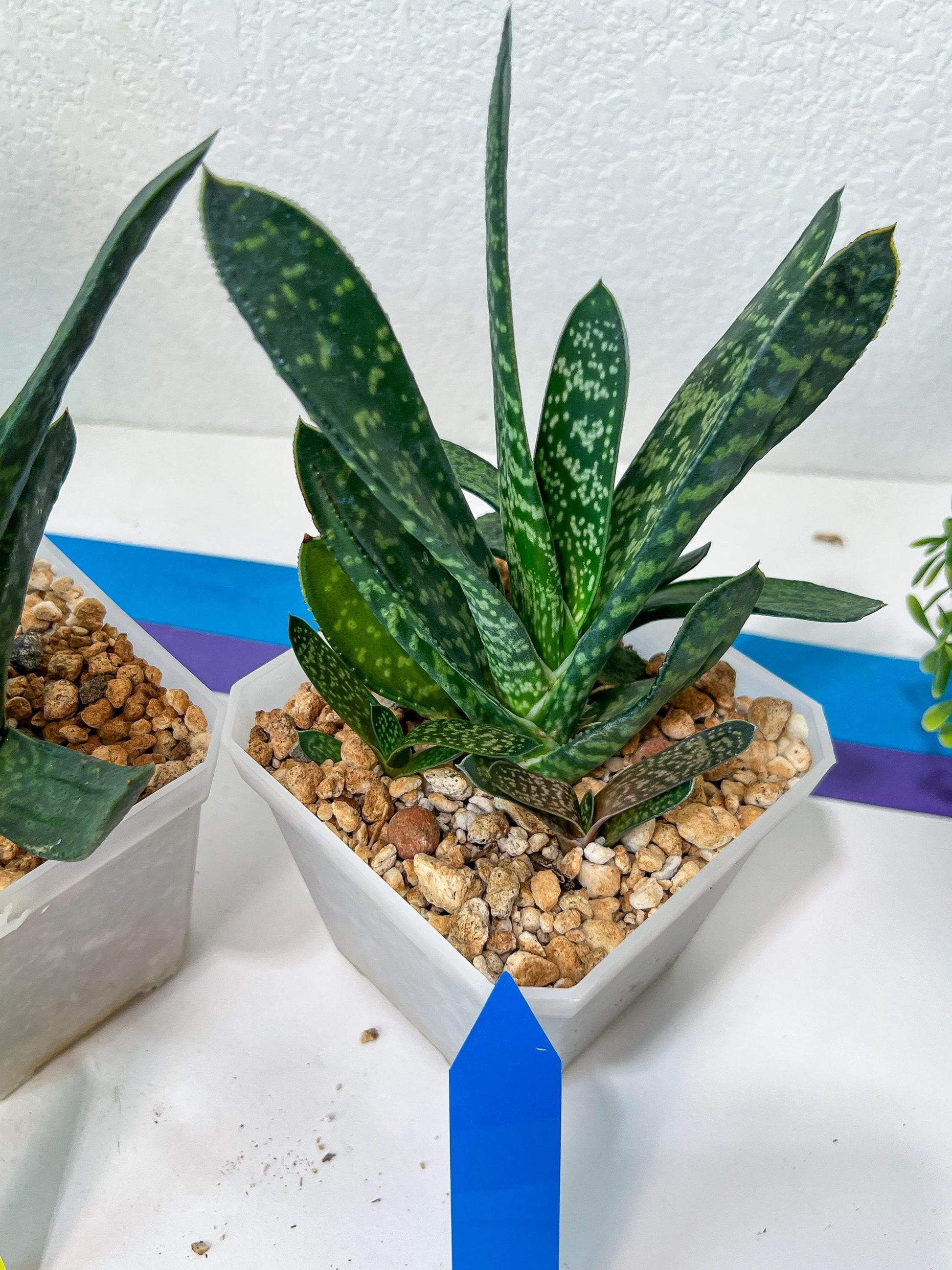Gasteria Pillansii | South African Plants