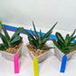 Gasteria Pillansii | South African Plants