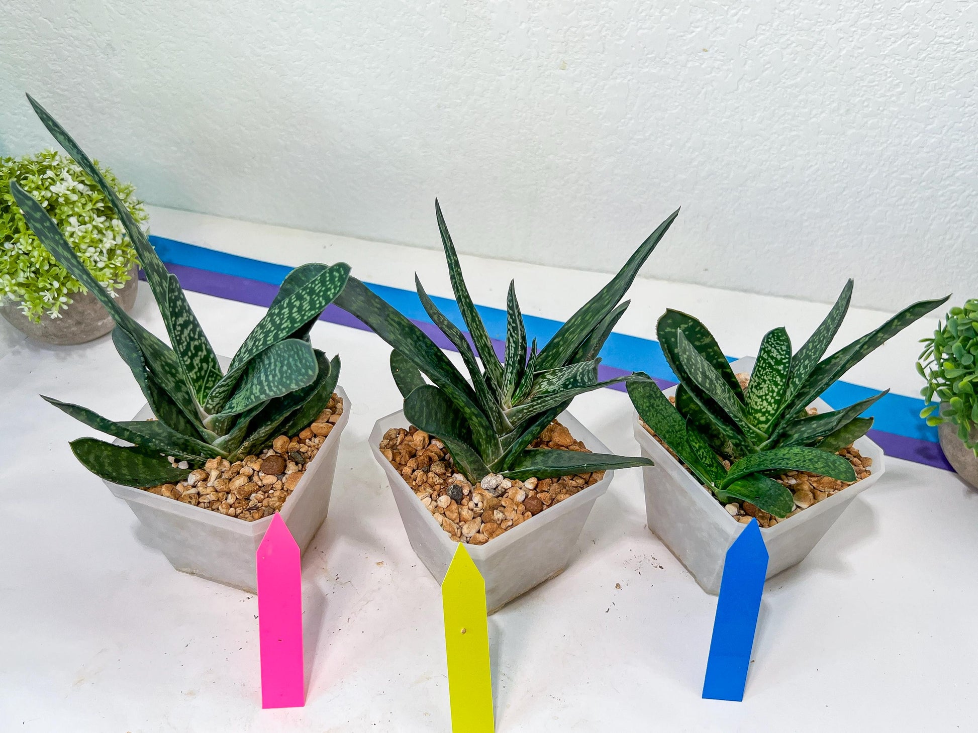 Gasteria Pillansii | South African Plants