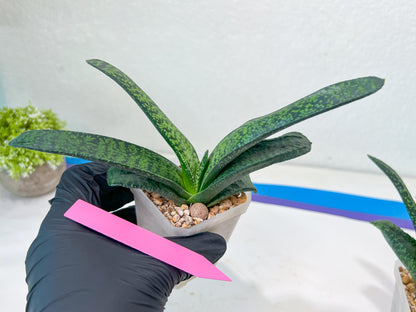 Gasteria Armstrongii Var Tiger Spot | Imported Succulent | rare species
