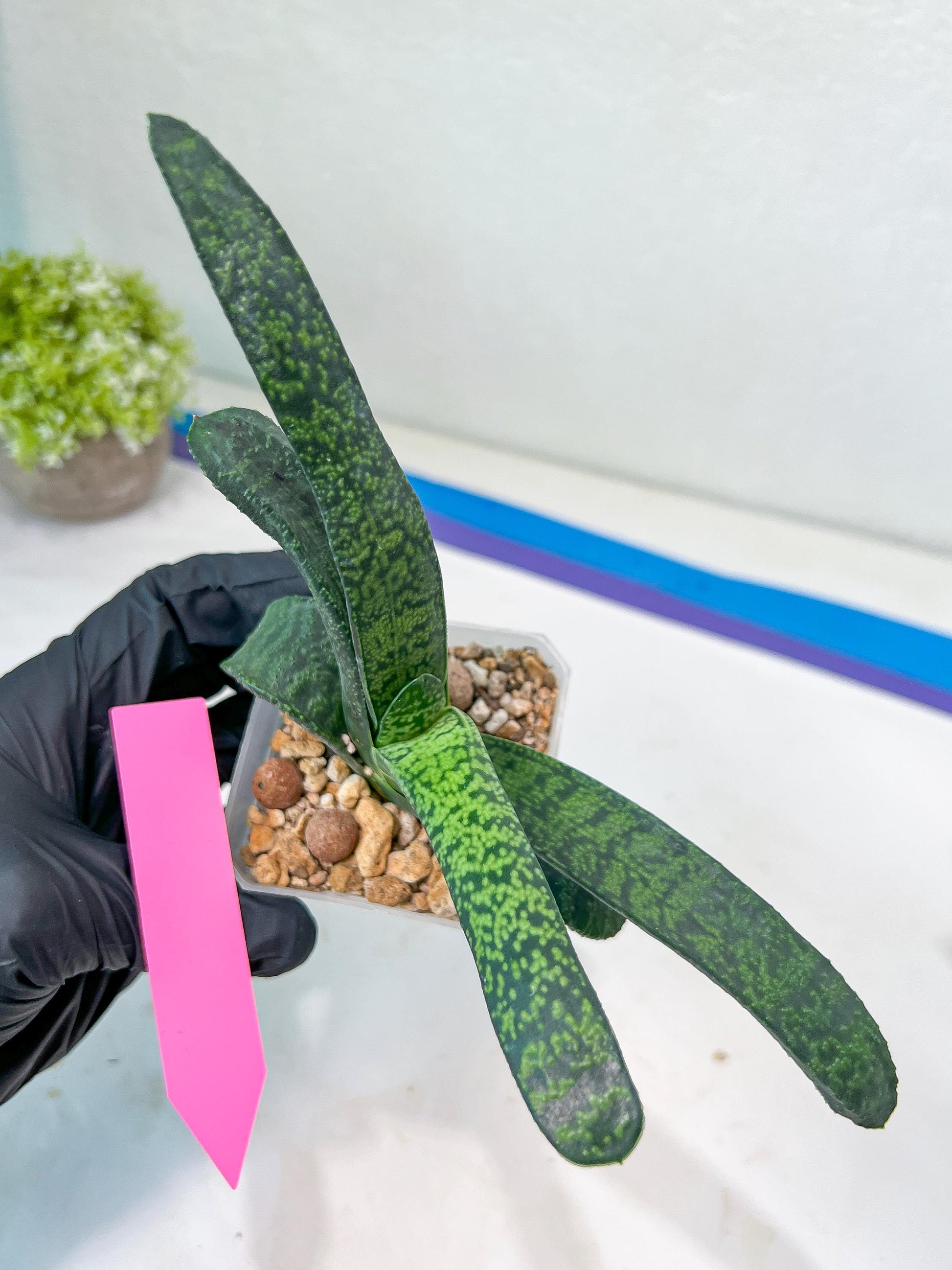 Gasteria Armstrongii Var Tiger Spot | Imported Succulent | rare species