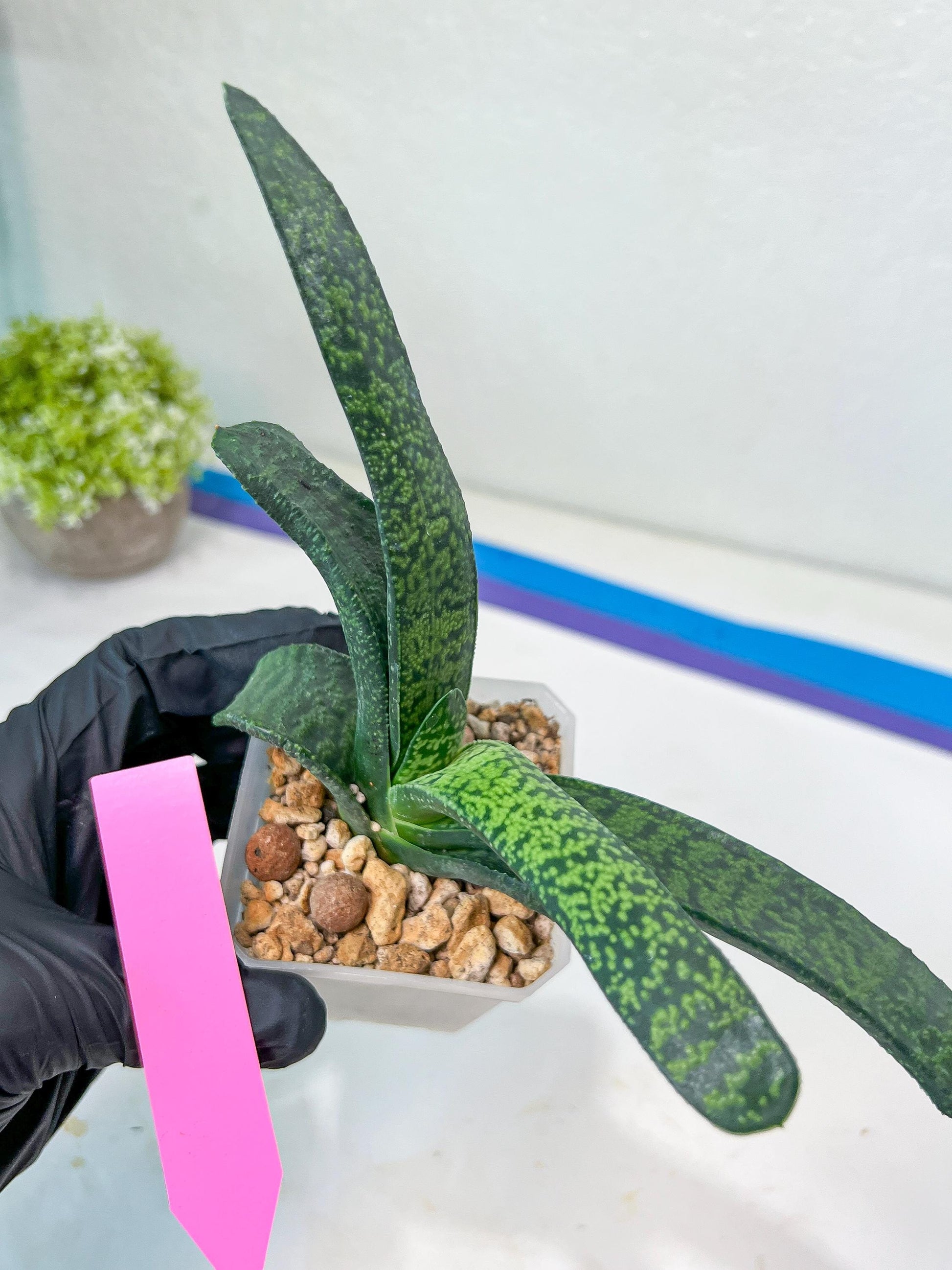 Gasteria Armstrongii Var Tiger Spot | Imported Succulent | rare species