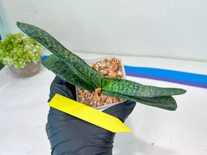 Gasteria Armstrongii Var Tiger Spot | Imported Succulent | rare species