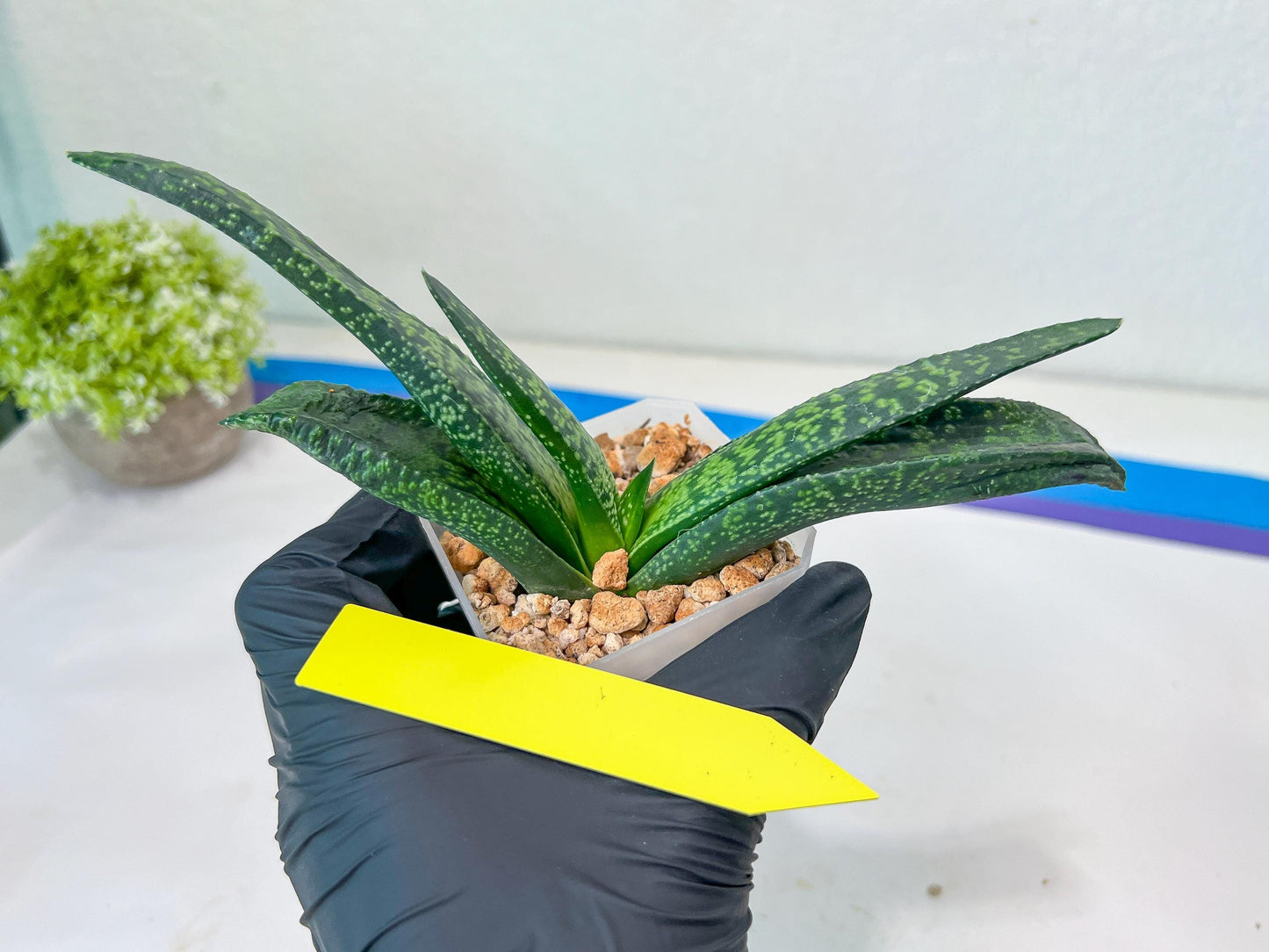 Gasteria Armstrongii Var Tiger Spot | Imported Succulent | rare species
