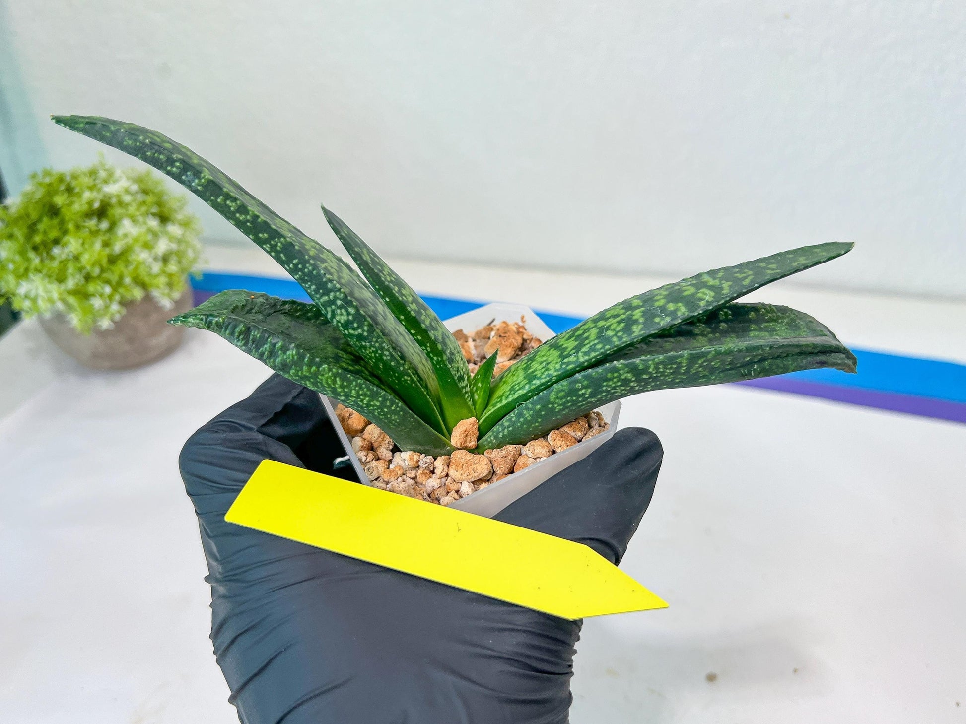 Gasteria Armstrongii Var Tiger Spot | Imported Succulent | rare species