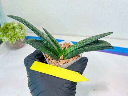 Gasteria Armstrongii Var Tiger Spot | Imported Succulent | rare species