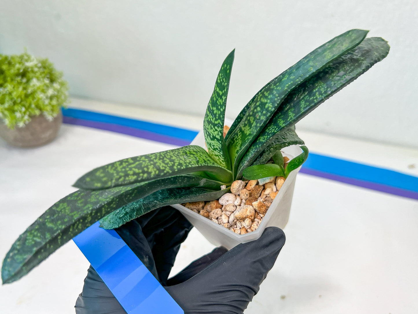 Gasteria Armstrongii Var Tiger Spot | Imported Succulent | rare species