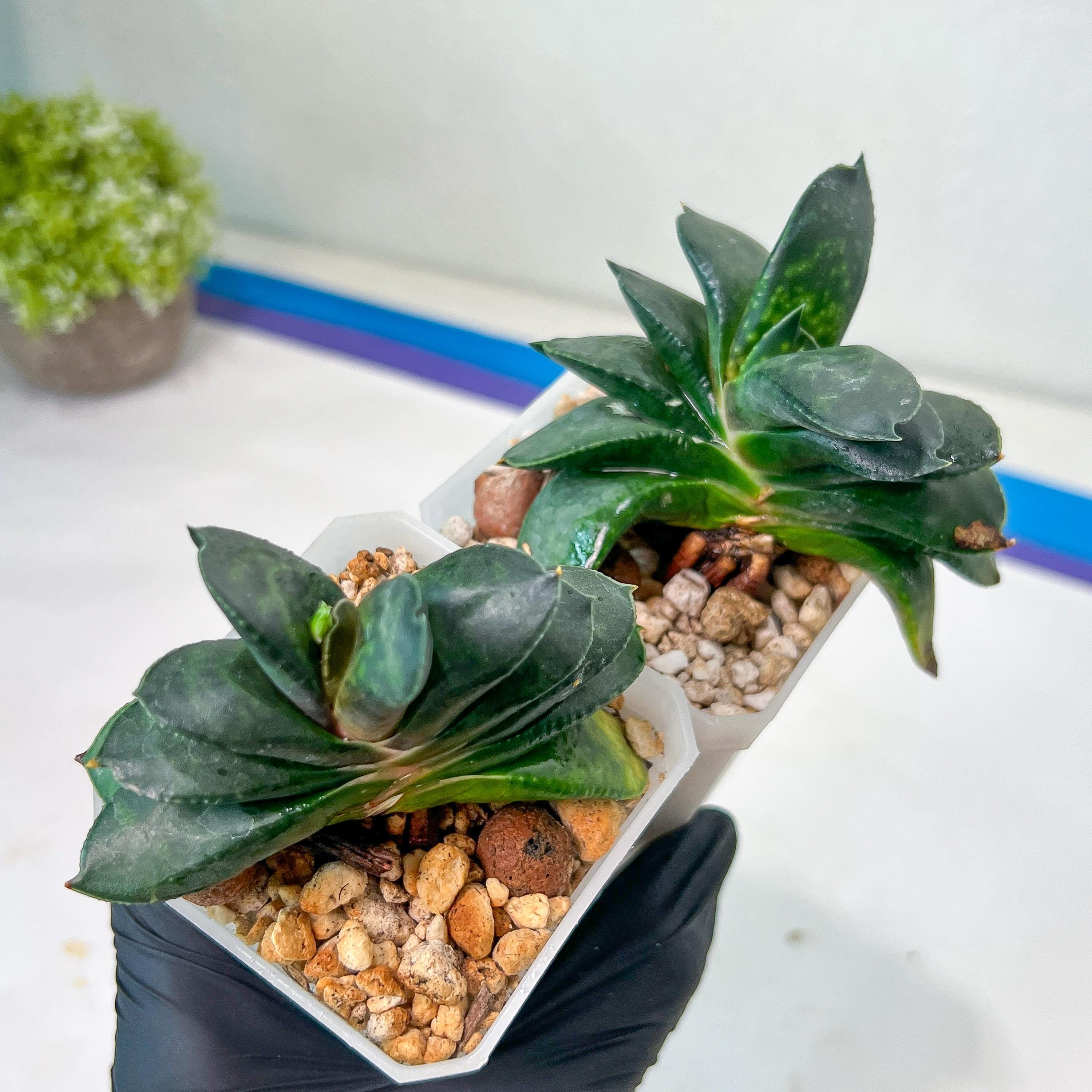 Gasteria Armstrongii | Imported Succulent | rare species