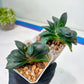 Gasteria Armstrongii | Imported Succulent | rare species