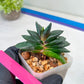 Gasteria Armstrongii | Imported Succulent | rare species