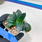 Gasteria Armstrongii | Imported Succulent | rare species