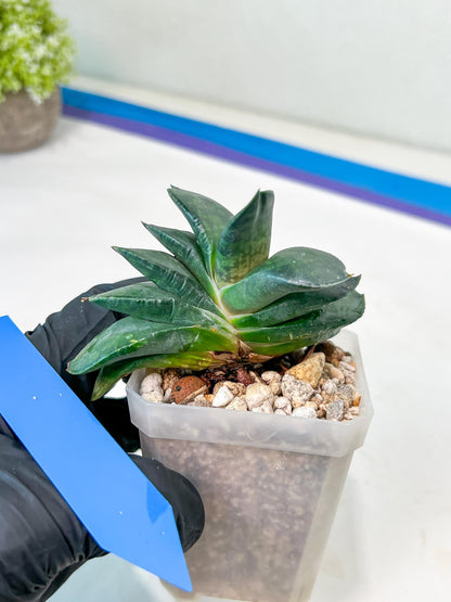 Gasteria Armstrongii | Imported Succulent | rare species