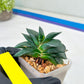 Gasteria Armstrongii | Imported Succulent | rare species