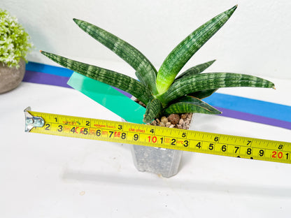 Sansevieria Baobun Jin (#C8) | Rare Imported Snake Plant