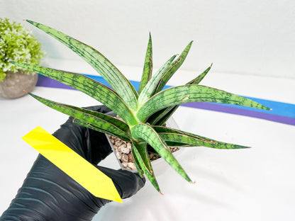 Sansevieria Nonlawee XL (#C8) | Rare Imported Snake Plant