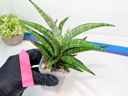 Sansevieria Nonlawee XL (#C8) | Rare Imported Snake Plant