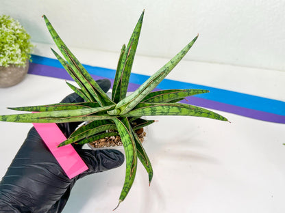 Sansevieria Nonlawee XL (#C8) | Rare Imported Snake Plant