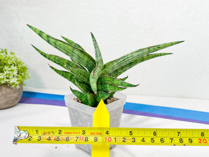Sansevieria Nonlawee XL (#C8) | Rare Imported Snake Plant