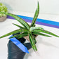 Sansevieria Nonlawee XL (#C8) | Rare Imported Snake Plant