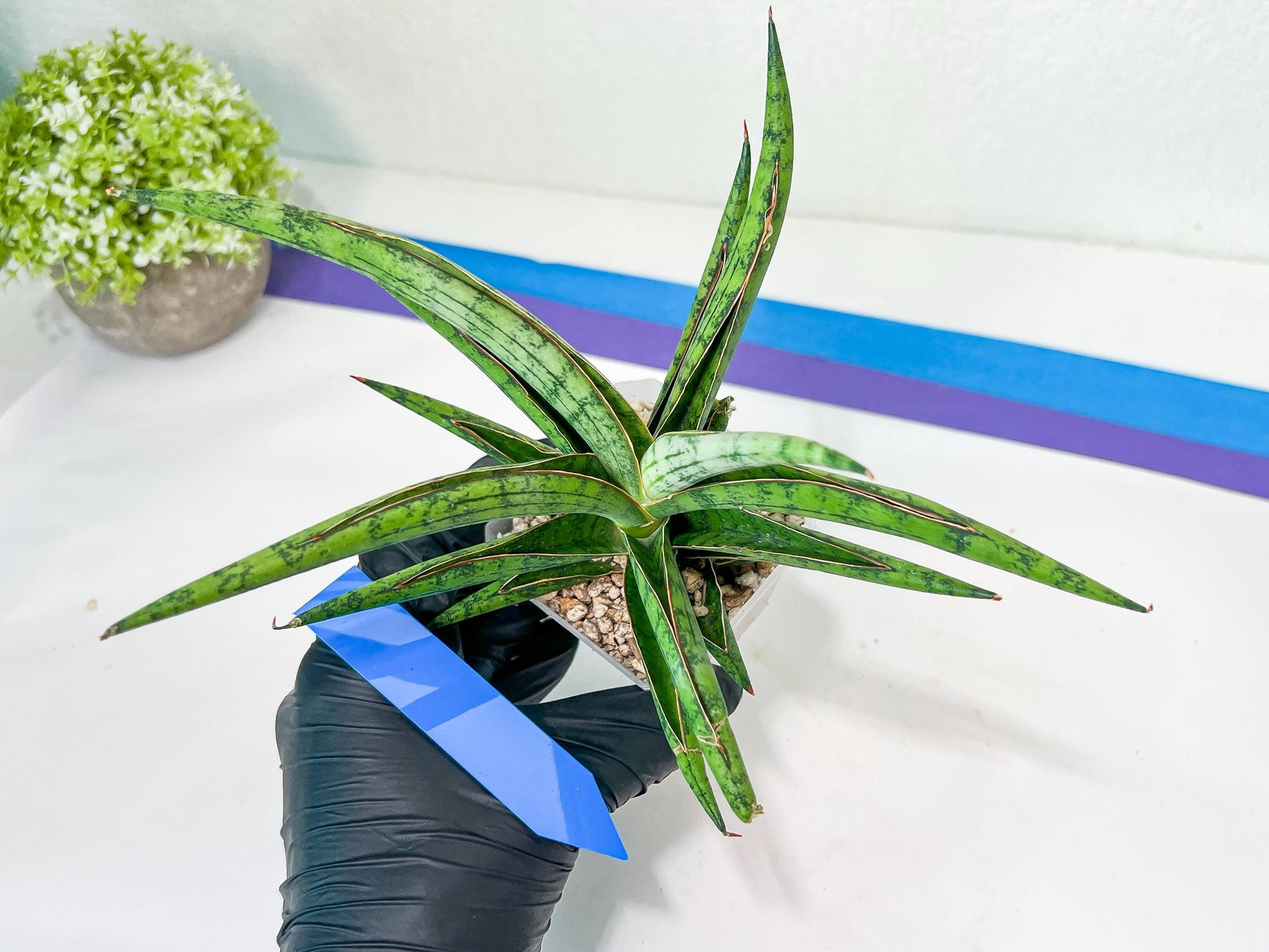 Sansevieria Nonlawee XL (#C8) | Rare Imported Snake Plant