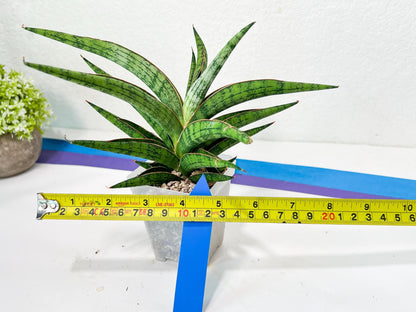 Sansevieria Nonlawee XL (#C8) | Rare Imported Snake Plant