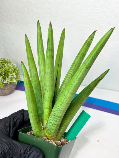 Sansevieria Stardust XL (C1) | Imported Plants | Rare Hybrid Species