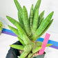 Sansevieria Mr. Hook XXL (C1) | Rare Imported Plants | Hybrid Species
