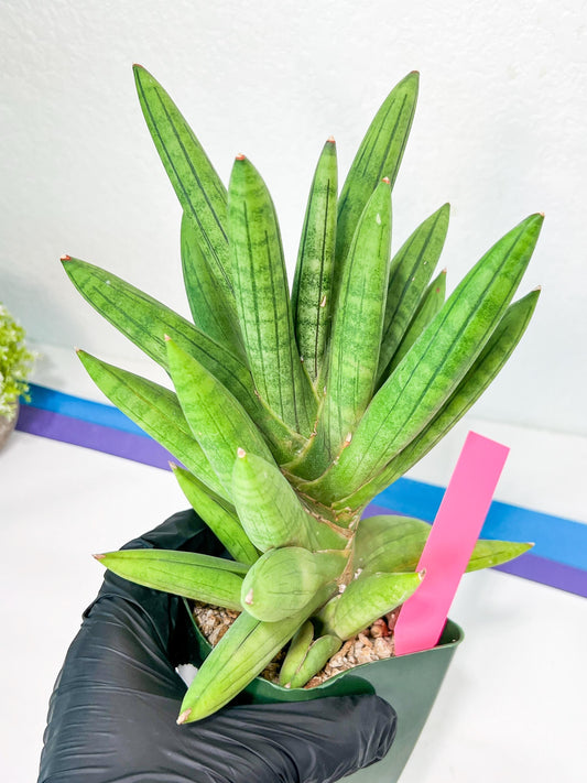 Sansevieria Mr. Hook XXL (C1) | Rare Imported Plants | Hybrid Species