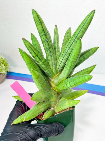 Sansevieria Mr. Hook XXL (C1) | Rare Imported Plants | Hybrid Species