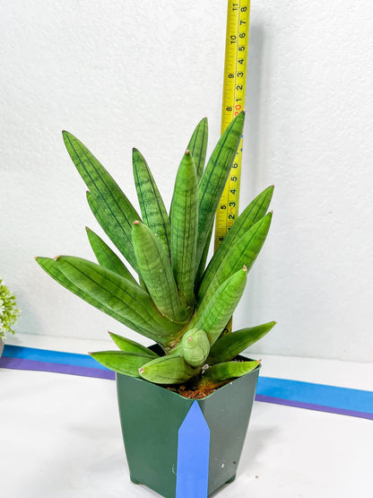 Sansevieria Mr. Hook XXL (C1) | Rare Imported Plants | Hybrid Species
