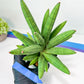 Sansevieria Mr. Hook XXL (C1) | Rare Imported Plants | Hybrid Species