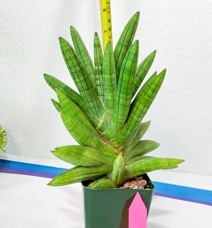Sansevieria Mr. Hook XXL (C1) | Rare Imported Plants | Hybrid Species