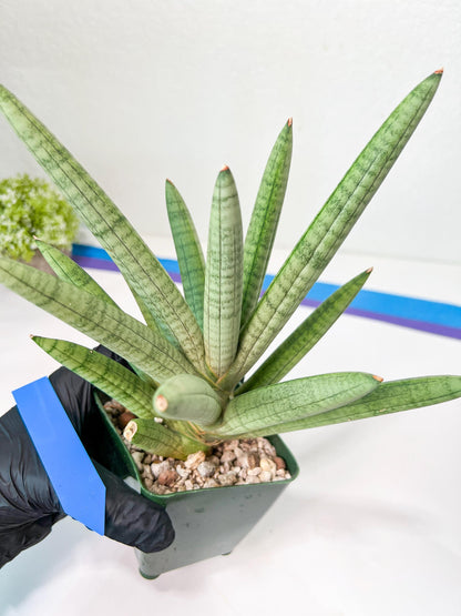Sansevieria Snow Boy XXL (C1) | Imported Plants | Rare Hybrid Species