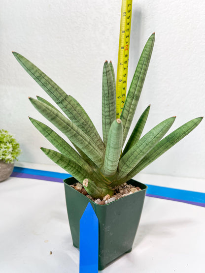 Sansevieria Snow Boy XXL (C1) | Imported Plants | Rare Hybrid Species