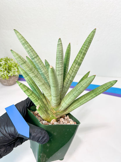 Sansevieria Snow Boy XXL (C1) | Imported Plants | Rare Hybrid Species