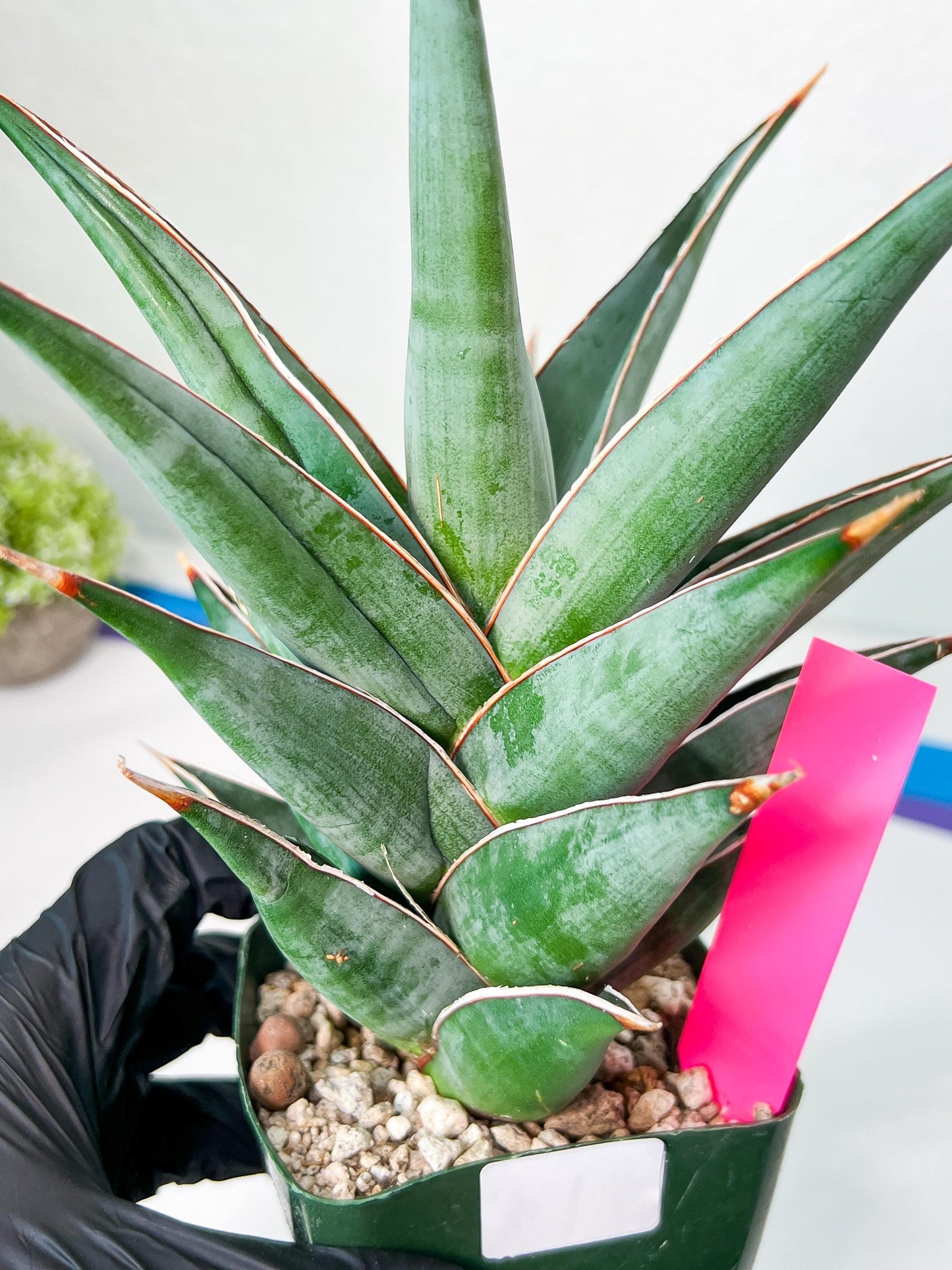 Sansevieria Pinguicula Jambo (#C2) | Discover Your One-of-a-Kind Plant