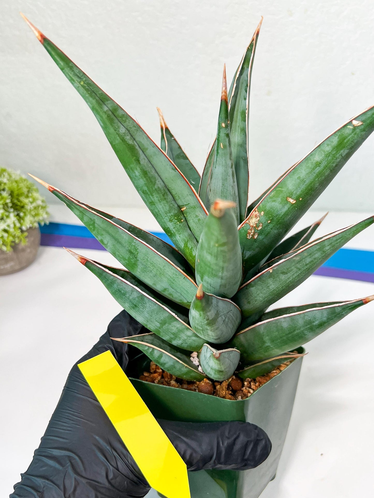 Sansevieria Pinguicula Jambo (#C2) | Discover Your One-of-a-Kind Plant