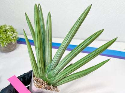 Sansevieria Ice Man XXL (#C9) | Imported Snake Plants