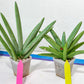 Sansevieria Ice Man XXL (#C9) | Imported Snake Plants