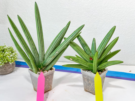 Sansevieria Ice Man XXL (#C9) | Imported Snake Plants