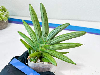 Sansevieria Ice Man XXL (#C9) | Imported Snake Plants