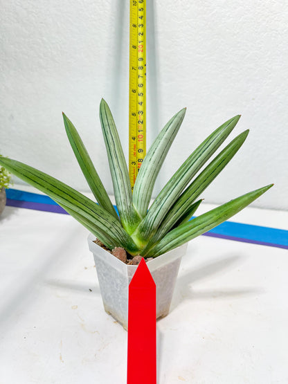 Sansevieria Ice Man XXL (#C9) | Imported Snake Plants