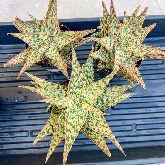 Aloe Firecracker | Indoor Succulents | 3.5" Planter