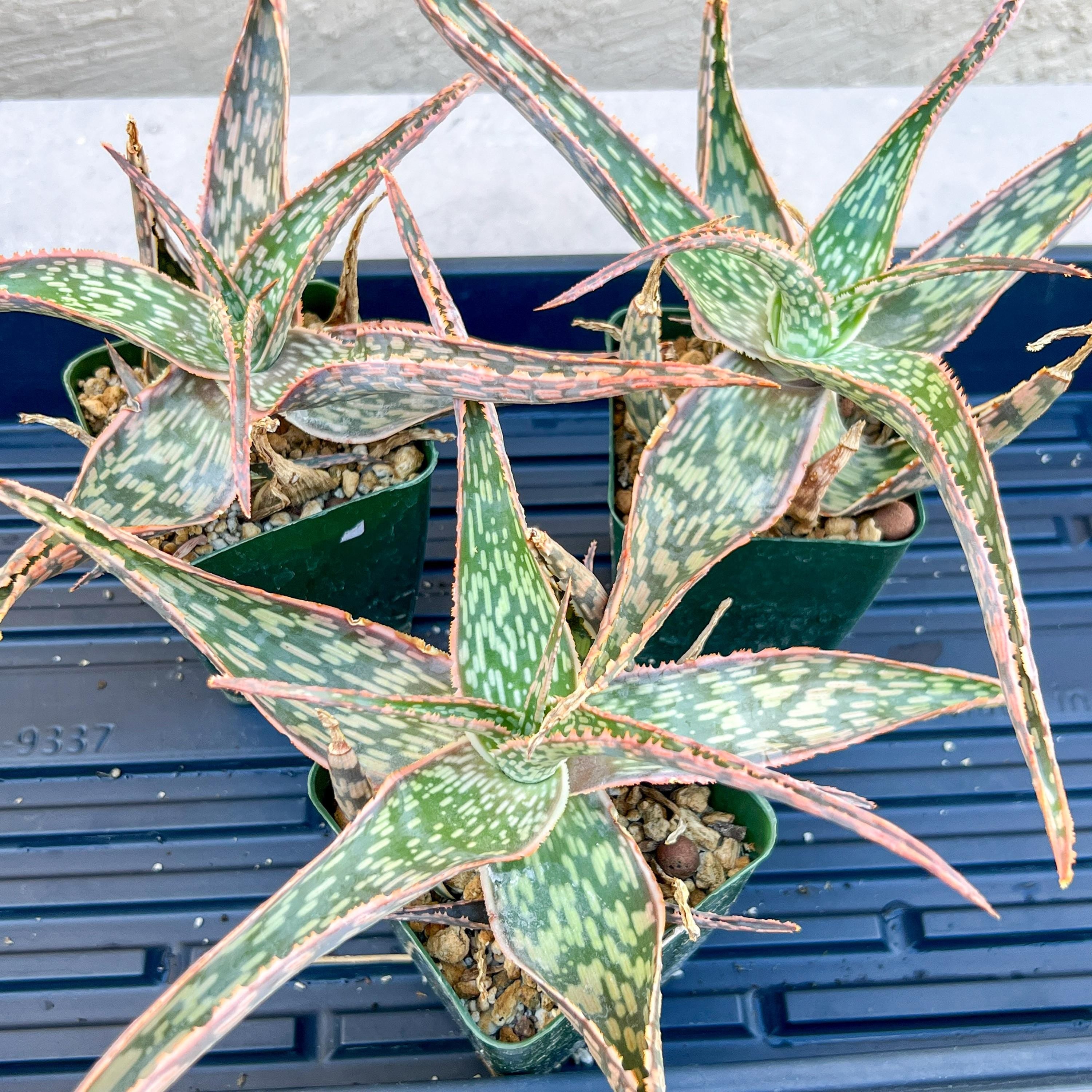 Rare - Aloe Neon Nici | Indoor Succulents | 3.5